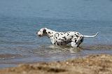 DALMATIEN 223